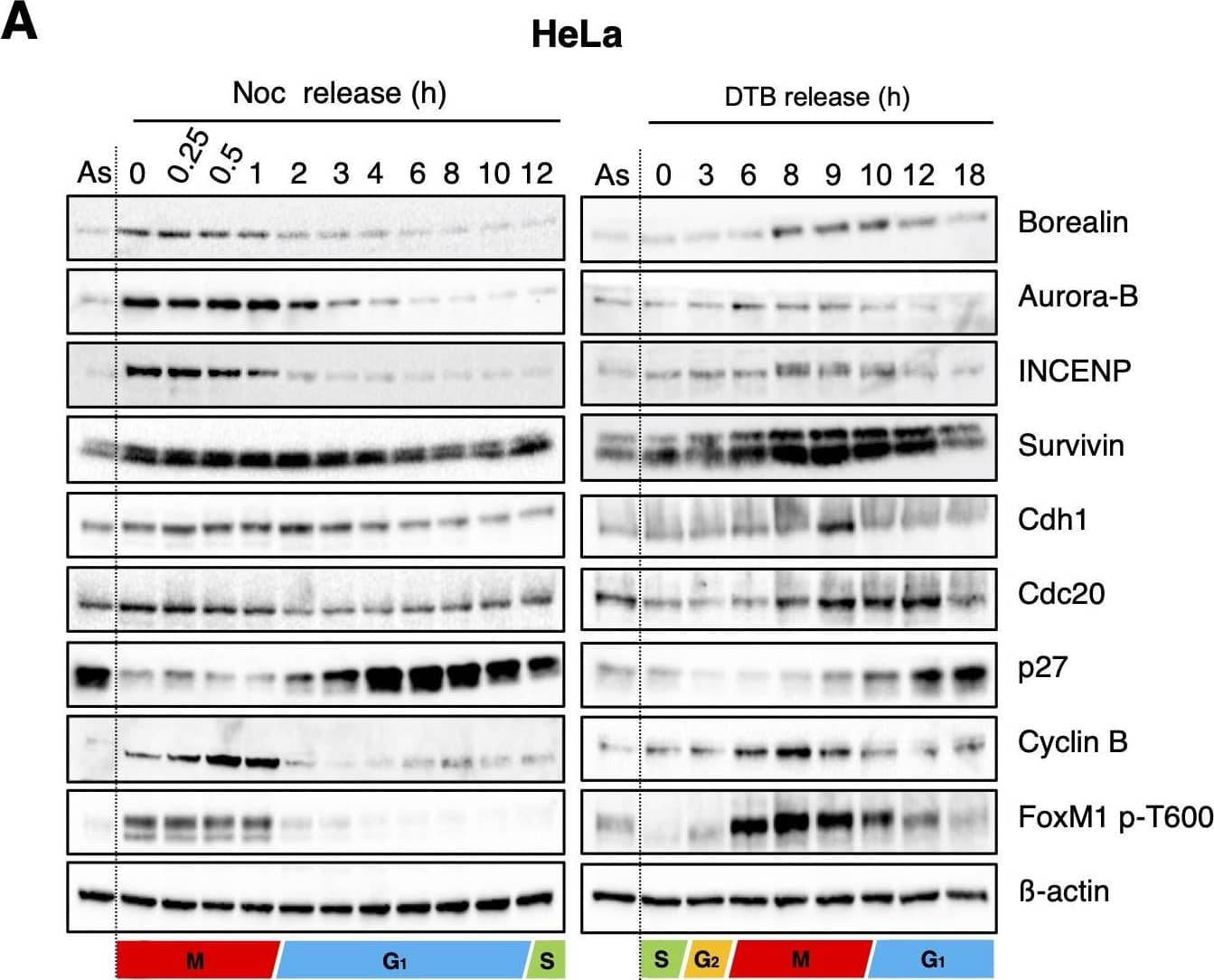 Western Blot: Survivin Antibody - BSA Free [NB500-201] - Borealin is degraded at G1 phase via the ubiquitin–proteasome pathway. (A) HeLa cells were released from a prometaphase arrest with nocodazole (Noc) & collected at the indicated times (left panel). In addition, HeLa cells were synchronized at the G1-S border using a double thymidine block (DTB). After release, cells were collected at the indicated time points (right panel). Cells were then lysed for immunoblotting as indicated.  beta -actin expression was used as a loading control. As; asynchronous. (B) The schematic graph shows protein expression level of borealin & APC/C activity during cell-cycle progression, based on the results shown in A. (C) HeLa cells were synchronized in M phase by mitotic shake-off with nocodazole (M). After 2 h release from mitotic arrest (G1), cells were treated with or without 10 μM MG132 or 10 μM lactacystin for 5 h. Asynchronous cells (As) were also treated with or without 10 μM MG132 or 10 μM lactacystin for 5 h. Cells were then collected & lysed for immunoblotting as indicated.  beta -actin expression was used as a loading control. Blots shown in A & C are representative of two experiments. Image collected & cropped by CiteAb from the following publication (//pubmed.ncbi.nlm.nih.gov/32934012), licensed under a CC-BY license. Not internally tested by Novus Biologicals.