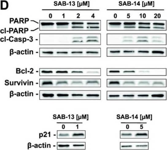 Western Blot: Survivin Antibody - BSA Free [NB500-201] - Pro-apoptotic activity of SAB-13 & SAB-14. (A–C,E,F), FACS analysis of the cells after 48 h treatment. Analysis of apoptosis induction in 22Rv1 (A) & PC-3 cells (B) using Annexin-V-FITC/propidium iodide (PI) double staining. PC-3 cells were pre-treated with 100 µM of pan-caspase inhibitor z-VAD(OMe)-fmk (zVAD) for 1 h & then treated with indicated concentrations of the drugs for 48 h (B). Viable cells (Annexin-V-FITC(–)/PI(–), LL quadrant) or early apoptotic cells (Annexin-V-FITC(+)/PI(–), LR quadrant) were quantified using the Cell Quest Pro software (C) (mean ± SEM; n = 3; * p < 0.05, Student′s t-test). (D) Western blotting analysis of the protein expression in 22Rv1 cells after 48 h of treatment.  beta -actin was used as a loading control (mean ± SEM; n = 3; one-way ANOVA test). Anisomycin (Aniso; treatment with 10 µM for 48 h) was used as a positive control. (E,F) Cell cycle analysis of 22Rv1 cells using PI staining, apoptotic cells were detected as sub-G1 population (E) (mean ± SEM; n = 3; * p < 0.05, one-way ANOVA test). Image collected & cropped by CiteAb from the following publication (//pubmed.ncbi.nlm.nih.gov/32403427), licensed under a CC-BY license. Not internally tested by Novus Biologicals.