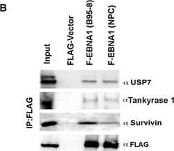 Western Blot: Survivin Antibody - BSA Free [NB500-201] - NPC-derived EBNA1 is compromised for interaction with SurvivinA. LC-MS analysis of proteins associated with FLAG-EBNA1 (F-EBNA1) from B95-8 or with the NPC DNA binding domain. Unique peptides & spectral counts are shown for USP7, BIRC5 (Survivin), & Tankyrase 1 (TNKS). B. Western blot analysis of FLAG IP from HeLa cells with stable expression of FLAG-vector, F-EBNA1 (B95-8) or F-EBNA1 (NPC) probed with antibody to USP7, Tankyrase 1, Survivin, or FLAG. C. Extracts from stable HeLa cells shown in panel B, were subject to IP with antibody to Survivin probed with antibody to FLAG or Survivin (top panel). Extracts from stable HeLa cells shown in panel B were subject to IP with antibody to Tankyrase 1 probed with antibody to FLAG or Tankyrase1 (lower panel). D. MutuI cell (top panels) or C666-1 cell (lower panels) extracts were subject to IP with antibody to EBNA1 or control IgG, & then assayed by Western blot with antibody to Survivin or EBNA1, as indicated. E. Same as in panel D, except IP with Suvivin or control IgG. F. In situ Proximity Ligation Assay (in situ PLA) is shown for interphase cells from either MUTU-I or C666-1 using mouse anti-EBNA1 & rabbit anti-Survivin. G. Quantification of in situ PLA for n > 100. ** p-value < .01 using student t-test. H. PFGE analysis of EBV episomes & linears at 7 days post-transduction with lentivirus shRNA for shControl or shSurvivin in MUTU I or RAJI cell lines. Human  alpha  satellite DNA is used for DNA loading control Western blot of Survivin & Actin are shown below for each cell at 7 days post-transduction. Image collected & cropped by CiteAb from the following publication (//pubmed.ncbi.nlm.nih.gov/28077791), licensed under a CC-BY license. Not internally tested by Novus Biologicals.