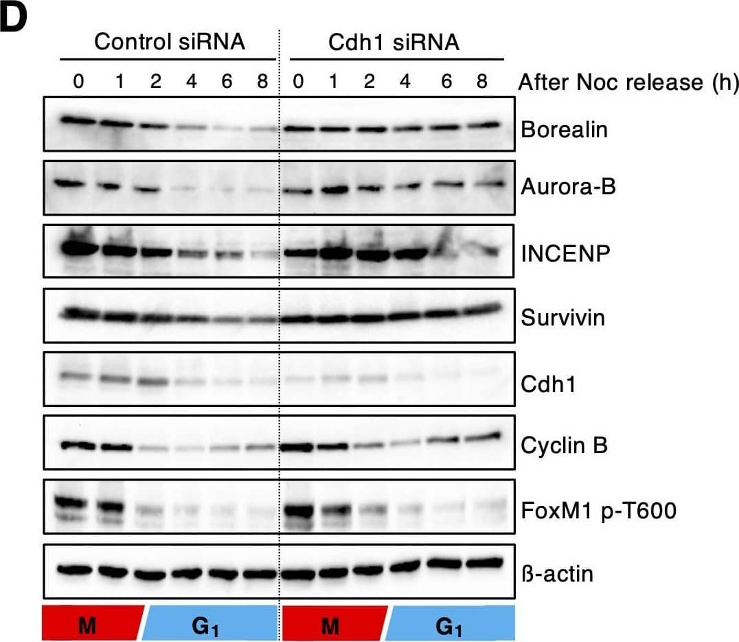 Western Blot: Survivin Antibody - BSA Free [NB500-201] - Borealin is degraded at G1 phase via APC/CCdh1-mediated polyubiquitylation. (A) 293T cells co-transfected w/ FLAG–Borealin & empty vector (EV), HA–Cdh1, HA–Cdc20, Myc–CUL1, Myc–CUL2, Myc–CUL3, Myc–CUL4, or Myc–CUL5. Then, cells treated w/ 10 µM MG132 for 5 h. Cell extracts immunoprecipitated (IP) w/ an affinity-purified pAb against HA or Myc, & analyzed by immunoblotting as indicated.  beta -actin expression used as a loading control. WCE: whole cell extracts. Asterisk indicates non-specific bands. (B) GST-tagged wild-type (WT) borealin bound to glutathione sepharose 4B resin incubated w/ in vitro translated (IVT) Cdh1 for 2 h at 4C. After washing, these proteins eluted & analyzed by immunoblotting using anti-Cdh1 antibody. GST-tagged borealin & GST visualized by Coomassie Blue (CBB) staining. IB, immunoblot. (C) HA-tagged Cdh1 (0, 0.5, 1.0, 1.5 & 2.0 μg) co-transfected w/ FLAG-tagged borealin (0.5 μg) in 293T cells. Cells then collected & lysed for immunoblotting as indicated.  beta -actin expression used as a loading control. (D) HeLa cells transfected w/ control or Cdh1 siRNA & synchronized at prometaphase arrest using nocodazole (Noc). After mitotic shake-off, cells released & collected at indicated times. Cell extracts immunoblotted for the indicated proteins.  beta -actin expression used as a loading control. (E) An in vivo ubiquitylation assay performed. FLAG-tagged borealin & HA-tagged ubiquitin co-transfected w/ either control, Cdc20 or Cdh1 siRNA in 293T cells. Cell extracts immunoprecipitated using an anti-FLAG antibody, & the precipitates blotted w/ anti-HA & anti-FLAG antibodies. Expression of endogenous Cdc20 & Cdh1 also examined.  beta -actin expression used as a loading control. Blots shown representative of two experiments. Image collected & cropped by CiteAb from the following publication (//pubmed.ncbi.nlm.nih.gov/32934012), licensed under a CC-BY license. Not internally tested by Novus Biologicals.