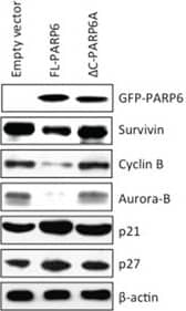 Western Blot: Survivin Antibody - BSA Free [NB500-201] - PARP6 inhibits cell growth & colony formationA. A schematic illustration of the human PARP6 protein. PARP6 consists of 630 amino acid residues & has a PARP catalytic domain in C-terminal region.  delta C-PARP6 lacks the PARP catalytic domain. B. Cell proliferation after FL-PARP6 &  delta C-PARP6 overexpression in SW480 cells was measured by MTT assays. After transfection with the p-EGFP-empty, p-EGFP-FL-PARP6 or p-EGFP-delta C-PARP6 plasmids, transfectant cells (1500 cells / well) were replated in 96-well plates. The MTT assay was performed to test the cell viability at 24 h, 48 h & 72 h. Values indicate mean ± SD (n=6). C. Colony formation aof FL-PARP6 &  delta C-PARP6 transfectant SW480 cells. Cells were plated in 6 cm dishes at a density of 500 cells per dish. After 2 weeks, number of colonies were counted. The data represent the means ± S.D. of three independent experiments **P < 0.01. D. Expression of cell cycle related proteins including Survivin, Cyclin B, Aurora-B, p21 & p27 in empty vector, FL-PARP6 &  delta C-PARP6 transfectant SW480 cells was examined by Western blot analysis.  beta -actin expression was used as a loading control. E. Expression of apoptosis related proteins including cleaved Caspase-3, Caspase-3, Bax, Bcl-2 & Bcl-XL in empty vector, FL-PARP6 &  delta C-PARP6 transfectant SW480 cells was examined by Western blot analysis.  beta -actin expression was used as a loading control. Image collected & cropped by CiteAb from the following publication (//pubmed.ncbi.nlm.nih.gov/26934315), licensed under a CC-BY license. Not internally tested by Novus Biologicals.