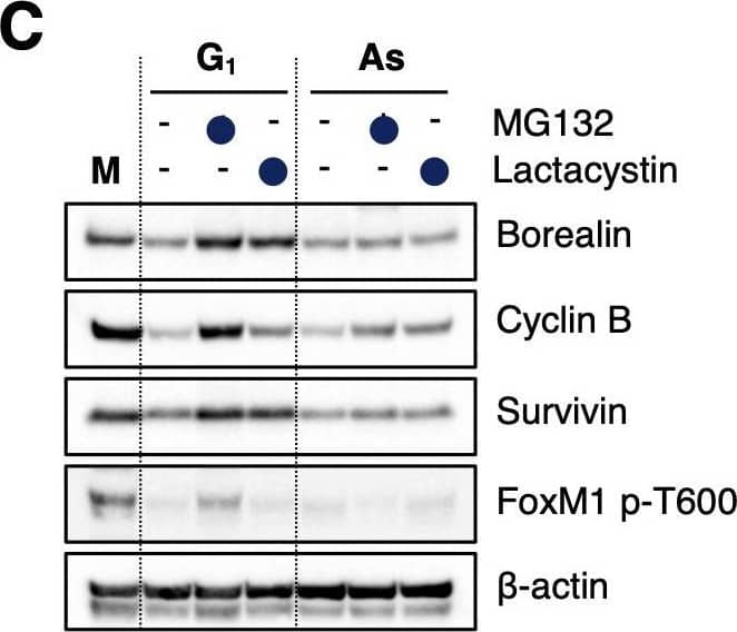 Western Blot: Survivin Antibody - BSA Free [NB500-201] - Borealin is degraded at G1 phase via the ubiquitin–proteasome pathway. (A) HeLa cells were released from a prometaphase arrest with nocodazole (Noc) & collected at the indicated times (left panel). In addition, HeLa cells were synchronized at the G1-S border using a double thymidine block (DTB). After release, cells were collected at the indicated time points (right panel). Cells were then lysed for immunoblotting as indicated.  beta -actin expression was used as a loading control. As; asynchronous. (B) The schematic graph shows protein expression level of borealin & APC/C activity during cell-cycle progression, based on the results shown in A. (C) HeLa cells were synchronized in M phase by mitotic shake-off with nocodazole (M). After 2 h release from mitotic arrest (G1), cells were treated with or without 10 μM MG132 or 10 μM lactacystin for 5 h. Asynchronous cells (As) were also treated with or without 10 μM MG132 or 10 μM lactacystin for 5 h. Cells were then collected & lysed for immunoblotting as indicated.  beta -actin expression was used as a loading control. Blots shown in A & C are representative of two experiments. Image collected & cropped by CiteAb from the following publication (//pubmed.ncbi.nlm.nih.gov/32934012), licensed under a CC-BY license. Not internally tested by Novus Biologicals.