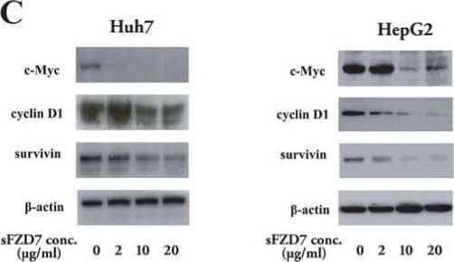 Western Blot: Survivin Antibody [HRP] [NB500-201H] - sFZD7 inhibits Wnt/ beta -catenin signaling & suppresses the expression of downstream oncoproteins. (A). sFZD7 decreased nuclear  beta -catenin accumulation but did not decrease cytoplasmic  beta -catenin in Huh7 & HepG2 cells. Histone-H3 &  beta -actin were used as loading controls for nuclear & cytoplasmic proteins, respectively. (B). Tcf4 reporter assay of Tcf4-dependent transcriptional activity in Huh7 & HepG2 cells. Cells were co-transfected with plasmid encoding  beta -gal (a control for transfection efficiency) & either the pTOPFLASH or pFOPFLASH reporters. Cells were incubated with control PBS or sFZD7 at various concentrations & harvested after 48 h to measure luciferase &  beta -gal activities. Reporter gene activation is expressed as relative light units (RLU) detected in pTOPFLASH or pFOPFLASH transfected cells & normalized for  beta -galactosidase activity. The results are expressed as mean ± SD (error bars). Experiments were performed in triplicates (Independent t-test, *P < 0.05.) (C). The effect of sFZD7 on the expression of  beta -catenin/Tcf4 target genes c-Myc, cyclin D1, & survivin. Huh7 & HepG2 cells were incubated for 48 h with sFZD7 at various concentrations & c-Myc, cyclin D1, survivin, &  beta -actin (loading control) levels were determined by Western blotting using specific antibodies. Image collected & cropped by CiteAb from the following publication (//molecular-cancer.biomedcentral.com/articles/10.1186/1476-4598-10-16), licensed under a CC-BY license. Not internally tested by Novus Biologicals.