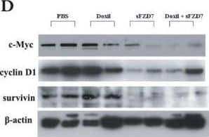 Western Blot: Survivin Antibody [HRP] [NB500-201H] - sFZD7 sensitizes HCC cells to the anti-proliferative effect of doxorubicin in vivo. (A). Combination of sFZD7 & Doxil enhanced xenograft growth inhibition in vivo. Mice bearing Huh7-tumor xenografts were intratumorally injected weekly with PBS control; sFZD7 only (12.5 mg/kg); Doxil only (2.5 mg/kg); or sFZD7 (12.5 mg/kg) combined with Doxil (2.5 mg/kg) (n=5 in each treatment group). Tumor size was measured with digital calipers every three days. Significant differences in the tumor volumes between all treatment groups & the PBS control were observed after 14 days of treatment (*P < 0.05). Additionally, the sFZD7 plus Doxil combination group showed significant differences in tumor volumes compared with sFZD7 only or Doxil only groups after 17 days of treatment (*P < 0.05). (B). TUNEL staining of xenograft specimens removed from PBS control & all treatment groups (200 × magnification). Red arrows indicate some positively stained, apoptotic cells. (C). Representative cyclin D1 immunostaining of xenograft specimens removed from PBS control & all treatment groups are shown (200 × magnification). (D). Protein levels of c-Myc, cyclin D1, survivin, &  beta -actin (loading control) in tumor xenografts from two mice in each group were determined by Western blotting using specific antibodies. (E). The expression levels of c-Myc, cyclin D1, survivin were determined by analyzing Western blots with the ImageJ software, & normalizing their signal intensities to  beta -actin. Image collected & cropped by CiteAb from the following publication (//molecular-cancer.biomedcentral.com/articles/10.1186/1476-4598-10-16), licensed under a CC-BY license. Not internally tested by Novus Biologicals.