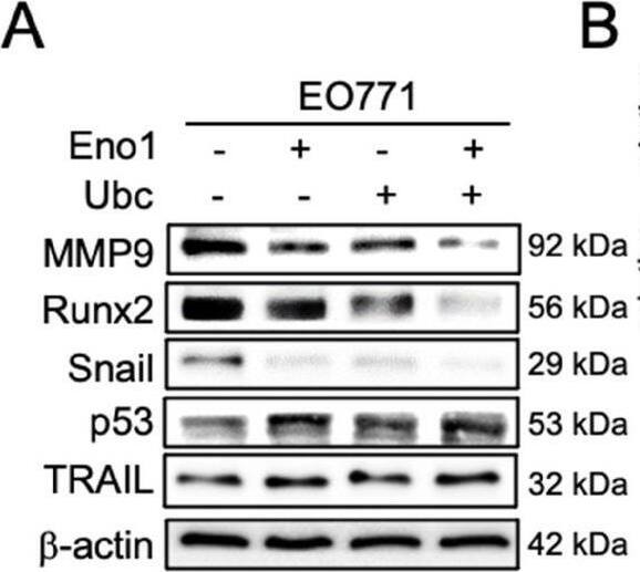 Effects of enolase 1, ubiquitin C, and iTS CM on the expression of tumor-promoting and tumor-suppressing genes. CM = conditioned medium, CN = control (no CM treatment),  beta -cat =  beta -catenin plasmids, siEno1 = Enolase 1 siRNA, siUbc = ubiquitin C siRNA, EO = EO771 mammary tumor cells. (A&B) Expression of MMP9, Runx2, Snail, p53, and TRAIL in response to enolase 1 and ubiquitin C in EO771 breast cancer cells. (C&D) Expression of MMP9, Runx2, Snail, p53, and TRAIL in response to  beta -catenin-overexpressing iTS CM impaired by siRNAs specific to enolase 1 and ubiquitin C. (E) Expression of PDL1 in EO771 mammary tumor cells in response to  beta -catenin-overexpressing iTS CM, enolase 1, and ubiquitin C. (F&G) Expression of MMP9, Runx2, Snail, p53, TRAIL, and caspase 3 in EO771 mammary tumor cells in response to  beta -catenin-overexpressing pre-treatment tumor cell-derived CM. (H) Low survival for cancer patients with a high transcript level of MMP9, Runx2, or Snail. (I) Proposed regulatory mechanism to inhibit tumor progression by iTS-CM. According to the mechanism,  beta -catenin-overexpressing iTS cells secrete ubiquitin C (Ubc), enolase 1 (Eno1), p53, and Trail. They suppress the progression of tumor cells by downregulating MMP9, Runx2, Snail, and PDL1, while upregulating cleaved-caspase 3. It should be noted that Eno1 interacts with CD44 and inhibits MMP9, Runx2, and Snail. Image collected and cropped by CiteAb from the following open publication (//pubmed.ncbi.nlm.nih.gov/34373756), licensed under a CC-BY license. Not internally tested by Novus Biologicals.