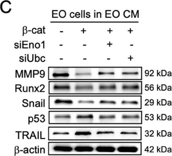 Effects of enolase 1, ubiquitin C, and iTS CM on the expression of tumor-promoting and tumor-suppressing genes. CM = conditioned medium, CN = control (no CM treatment),  beta -cat =  beta -catenin plasmids, siEno1 = Enolase 1 siRNA, siUbc = ubiquitin C siRNA, EO = EO771 mammary tumor cells. (A&B) Expression of MMP9, Runx2, Snail, p53, and TRAIL in response to enolase 1 and ubiquitin C in EO771 breast cancer cells. (C&D) Expression of MMP9, Runx2, Snail, p53, and TRAIL in response to  beta -catenin-overexpressing iTS CM impaired by siRNAs specific to enolase 1 and ubiquitin C. (E) Expression of PDL1 in EO771 mammary tumor cells in response to  beta -catenin-overexpressing iTS CM, enolase 1, and ubiquitin C. (F&G) Expression of MMP9, Runx2, Snail, p53, TRAIL, and caspase 3 in EO771 mammary tumor cells in response to  beta -catenin-overexpressing pre-treatment tumor cell-derived CM. (H) Low survival for cancer patients with a high transcript level of MMP9, Runx2, or Snail. (I) Proposed regulatory mechanism to inhibit tumor progression by iTS-CM. According to the mechanism,  beta -catenin-overexpressing iTS cells secrete ubiquitin C (Ubc), enolase 1 (Eno1), p53, and Trail. They suppress the progression of tumor cells by downregulating MMP9, Runx2, Snail, and PDL1, while upregulating cleaved-caspase 3. It should be noted that Eno1 interacts with CD44 and inhibits MMP9, Runx2, and Snail. Image collected and cropped by CiteAb from the following open publication (//pubmed.ncbi.nlm.nih.gov/34373756), licensed under a CC-BY license. Not internally tested by Novus Biologicals.