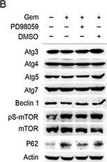 Western Blot: Beclin 1 Antibody - BSA Free [NB500-249] - Excessive activation of P62-mediated autophagic degradation by the phosphorylated ER alpha -ERK cascades may lead to the autophagic cell death induced by gemcitabine in ER positive MCF-7 cells. B. MCF-7 cells treated by gemcitabine, gemcitabine+ PD98059 (30 μmol/L, added before gemcitabine treatment for 1 h) or DMSO for 48 h. Then total cell lysates subjected to immunoblot analysis with indicated antibodies. The data represented a typical experiment conducted 3times with similar results. Image collected & cropped by CiteAb from the following publication (//www.oncotarget.com/lookup/doi/10.18632/oncotarget.10363), licensed under a CC-BY license. Not internally tested by Novus Biologicals.