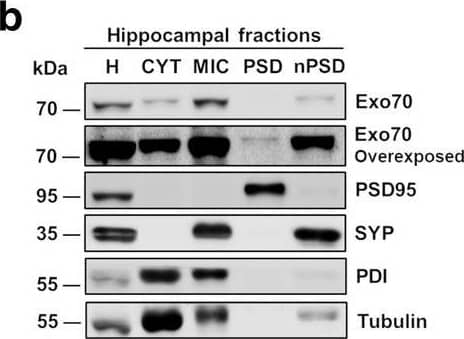 Exo70 is redistributed into PSD in the hippocampus of mTBI mice. a Schematic representation of subcellular fractionation proteins. b Example of subcellular fractionation. Hippocampus from two-month-old male mice was fractionated and microsome, PSD, and nonPSD fractions were obtained. 20 ug of protein samples were resolved in a 10% SDS-PAGE and transferred to PVDF membranes. Membranes were incubated with the respective antibodies shown in the figure. Membranes were stripped and tested again with the indicated antibodies. c Proteins distribution were analyzed with densitometric analysis by comparing signal intensity from each fraction with homogenized. Mean values +/- SEM are shown. d Cortex and Hippocampus (f) from Sham and mTBI mice were fractionated and analyzed by western blot using Exo70, PDI, Actin, and Tubulin antibodies. PDI/Actin/Tubulin was used as loading controls. 30 ug of protein samples were used. e, g The graph shows the Exo70 densitometric analysis normalized with loading controls. Values represent means +/- SEM, n = 3 mice per experimental group. Statistical differences were determined by an unpaired t-test comparing Sham and mTBI. *p < 0.05, **p < 0.01 Image collected and cropped by CiteAb from the following open publication (//pubmed.ncbi.nlm.nih.gov/33593425), licensed under a CC-BY license. Not internally tested by Novus Biologicals.
