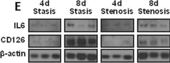 Western Blot IL-6 Antibody - Azide and BSA Free