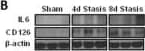 Western Blot IL-6 Antibody - Azide and BSA Free