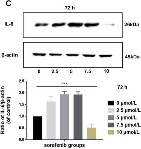 Western Blot IL-6 Antibody - Azide and BSA Free