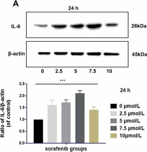 Western Blot IL-6 Antibody - Azide and BSA Free