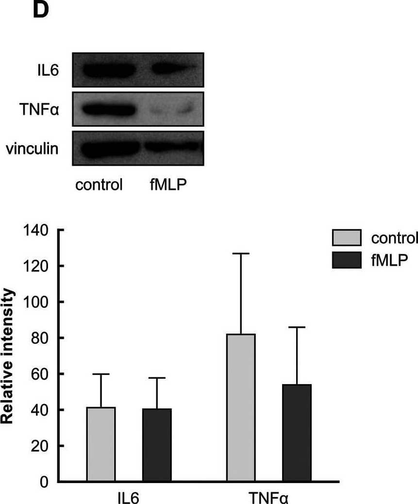 Western Blot IL-6 Antibody - Azide and BSA Free