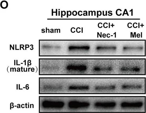Western Blot IL-6 Antibody - Azide and BSA Free
