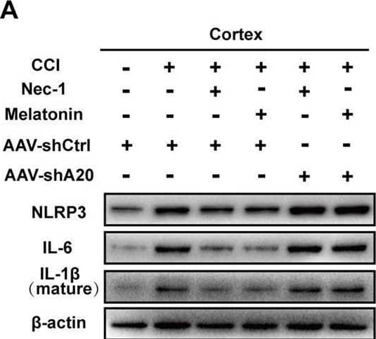 Western Blot IL-6 Antibody - Azide and BSA Free