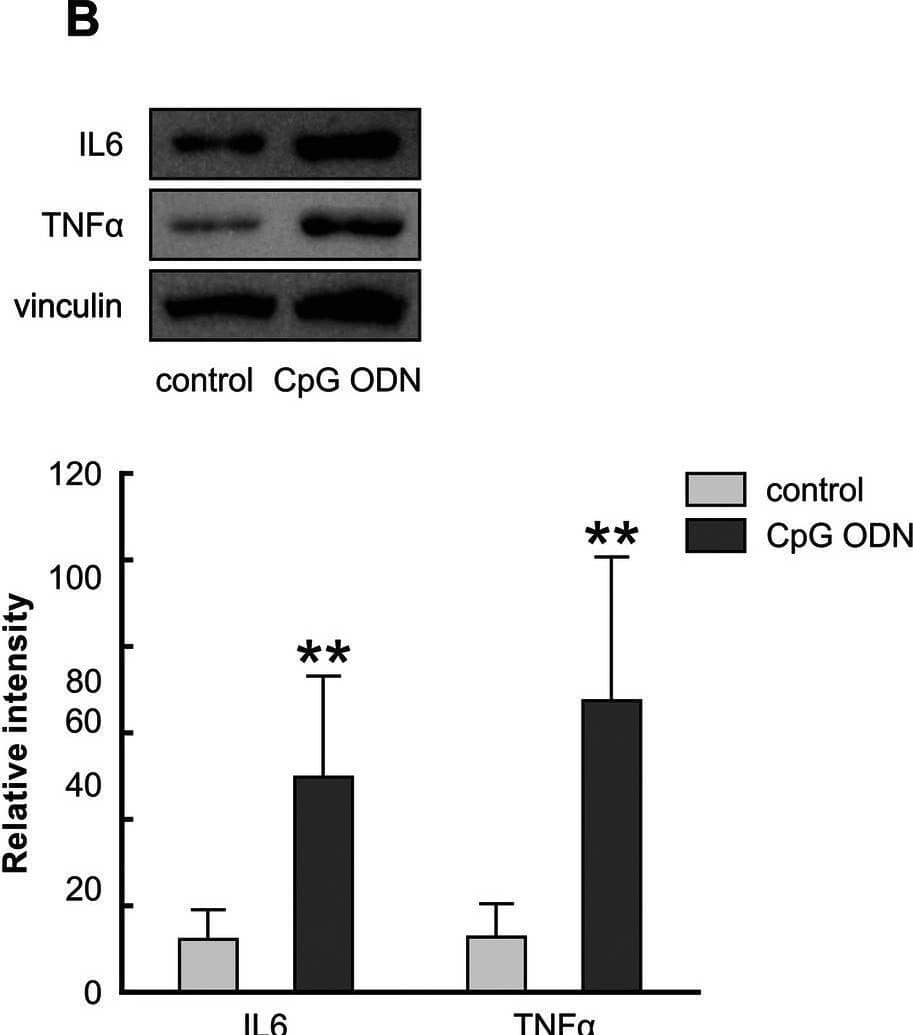 Western Blot IL-6 Antibody - Azide and BSA Free