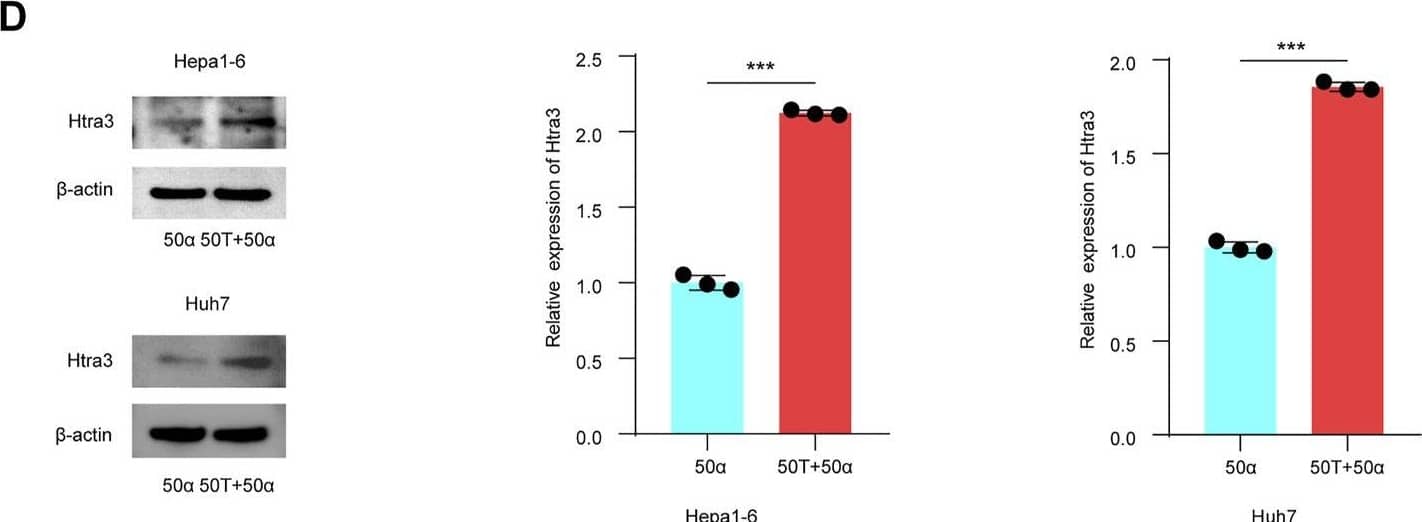 TMAO regulates the expression of DEGs related to patient outcome in TNF-alpha  induced inflammatory HCC. (A–D) Western blotting was used to analyze the expression level of Periostin, Snab, Layilin and Htra3 in Hepa1-6 and Huh7 cells treated with 50 ng/ml TNF-alpha  combined with 50 μM TMAO or 50 ng/ml TNF-alpha  alone. Grayscale values were analyzed; data are mean +/- SD (n = 3 per group); Student’s t-test; ***, p < 0.001. Image collected and cropped by CiteAb from the following open publication (//pubmed.ncbi.nlm.nih.gov/35676936), licensed under a CC-BY license. Not internally tested by Novus Biologicals.