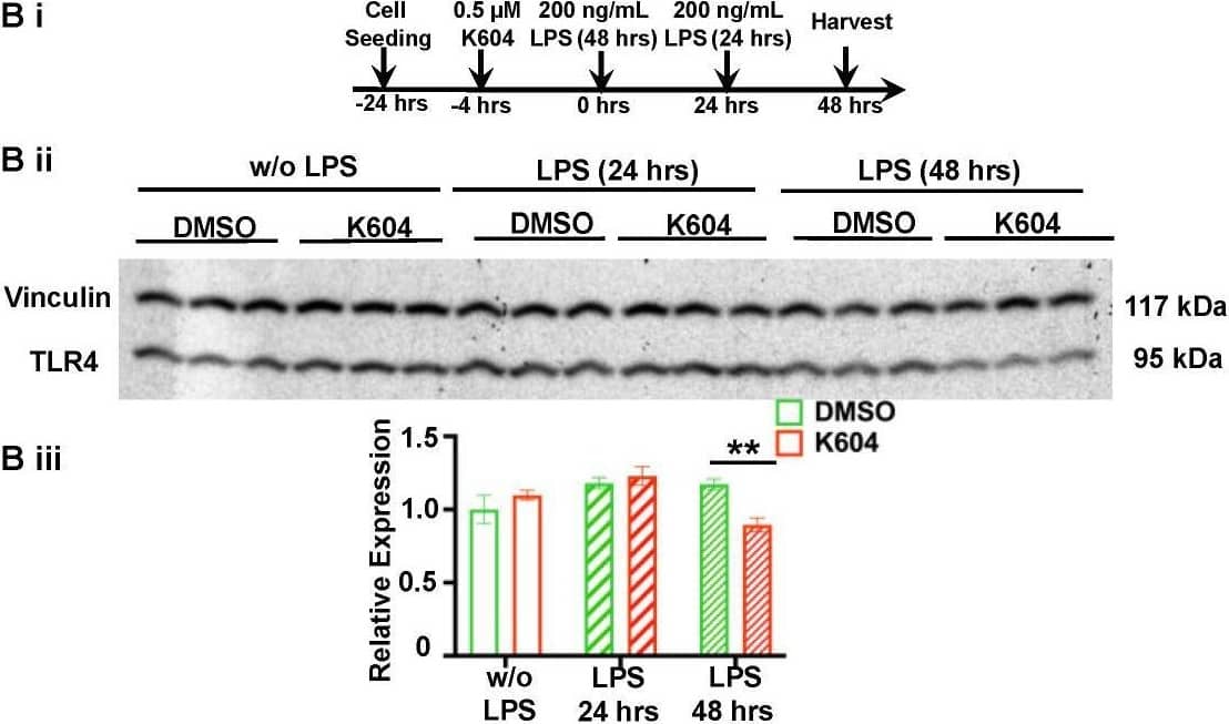 A1B decreases TLR4 protein content in microglia chronically treated with LPS. (A) N9 cells seeded at 1 × 105 cells per well on poly-d-lysine-coated glass cover slides in 6-well plates were pre-treated for 4 h with DMSO or with 0.5 uM K-604, then exposed with or without 200 ng/mL LPS for 24 h. Double immunofluorescence staining for TLR4 and for the plasma membrane marker N-cadherin was then performed. (i) Timeline of the experiment. (ii) Representative images demonstrating TLR4 distribution in N9 cells. (iii) Quantification of total TLR4 relative fluorescence intensity per cell, n = 15 cells/treatment group. (iv) Quantification of IM/PM TLR4 fluorescence intensity ratio. A total of 15 cells per group were analyzed. The TLR4 signals overlapping with that of N-cadherin are considered as TLR4 at the PM, while those not overlapping are considered as TLR4 at the IM. (B) N9 microglial cells were seeded at 2 × 105 cells per well onto 6-well plates in RPMI-1640 with 10% serum. N9 cells were treated with DMSO (control group) or 0.5 uM K-604 for 4 h, then treated with or without 200 ng/mL LPS for 24 and 48 h. At different time points, cells were harvested for protein isolation and TLR4 Western blot analyses. n = 3 replicates. Vinculin was used as the protein loading control. (i) Timeline of experiment. (ii) Western blot. (iii) Quantitation of Western blot. * p < 0.05; ** p < 0.01; **** p < 0.0001. Image collected and cropped by CiteAb from the following open publication (//www.mdpi.com/1422-0067/24/6/5616), licensed under a CC-BY license. Not internally tested by Novus Biologicals.