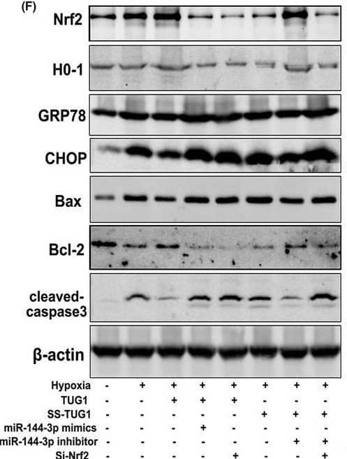 Western Blot GADD153/CHOP Antibody (9C8) - BSA Free