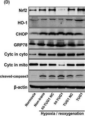 TUG1 plays an important role in H/R‐induced cell apoptosis possibly through regulating the Nrf2‐HO‐1 pathway, oxidative stress, mitochondrial damage and endoplasmic reticulum stress via targeting miR‐144‐3p. A, The expression of miR‐144‐3p in TUG1‐overexpressing or TUG1‐knockdown TCMK cells detected by RT‐qPCR (n = 3). B, C, The levels of SOD and MDA in cellular supernatant (n = 3). D–J, The relative expression levels of Nrf2, HO‐1, GRP78, CHOP, Cyt C and cleaved‐caspase3 were examined. Representative protein bands are shown in D, and the quantitative analysis of protein expression is shown in E‐J (n = 3). All data are expressed as the mean +/- SD; data comparisons between multiple groups were performed using one‐way analysis of variance (ANOVA) with Tukey's post hoc test. *p < 0.05, **p < 0.01 Image collected and cropped by CiteAb from the following open publication (//pubmed.ncbi.nlm.nih.gov/34547172), licensed under a CC-BY license. Not internally tested by Novus Biologicals.
