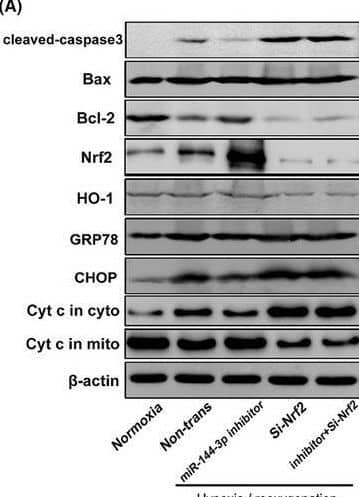 Knocking down Nrf2 reversed the miR‐144‐3p inhibitor‐alleviated H/R‐induced apoptosis, oxidative stress, mitochondrial damage and endoplasmic reticulum stress in vitro. A–c, F–K, The protein expression level of Nrf2, HO‐1, cleaved‐caspase3, Bax, Bcl‐2, CHOP, GRP78 and Cytochrome C in H/R‐injured TCMK cells transfected with miR‐144‐3p inhibitor or si‐Nrf2. Representative bands are shown in A, and the quantitative analysis of protein expression is shown in B, C, F–K (n = 3). D, E, The SOD and MDA levels in cellular supernatants in H/R‐injured TCMK cells transfected with miR‐144‐3p inhibitor or si‐Nrf2 (n = 3). All data are expressed as the mean +/- SD; data comparisons between multiple groups were performed using one‐way analysis of variance (ANOVA) with Tukey's post hoc test. *p < 0.05, **p < 0.01, NS, no significant difference Image collected and cropped by CiteAb from the following open publication (//pubmed.ncbi.nlm.nih.gov/34547172), licensed under a CC-BY license. Not internally tested by Novus Biologicals.