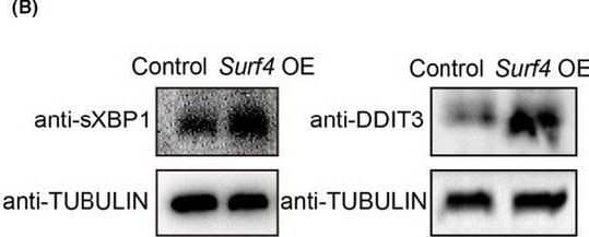 Response to ER Stress Mediates the Reprogramming Facilitation by Surf4. (A) The RNA level of ER stress‐related genes on day 3 of reprogramming with or without exogenous Surf4. Relative expression of these genes relative to  beta ‐actin (n = 3, average +/-SEM). (B) The protein level of ER stress‐related genes on day 3 of reprogramming with or without exogenous Surf4. (C) Kinetics of Oct4‐GFP+colony formation with or without exogenous Surf4 and sXbp1‐ delta DBD during reprogramming. (D) The number of Oct4‐GFP+ colonies and the percentage of Oct4‐GFP+ cells induced by OSKM plus Surf4 and sXbp1‐ delta DBD. (E) Morphology of the primary colonies induced by OSKM plus Surf4 and sXbp1‐ delta DBD. Scale bars, 1000 μm. Magnification: ×40. (F) AP staining of the primary iPS colonies. See also Figure S4 and Table S1 Image collected and cropped by CiteAb from the following open publication (//pubmed.ncbi.nlm.nih.gov/34585448), licensed under a CC-BY license. Not internally tested by Novus Biologicals.