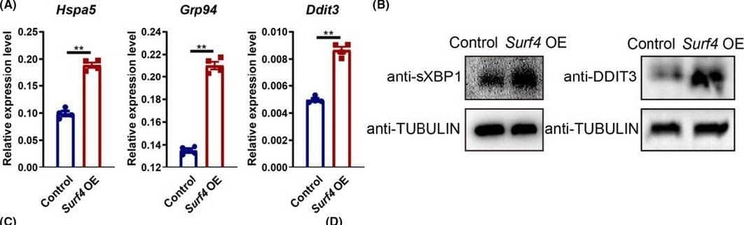 Response to ER Stress Mediates the Reprogramming Facilitation by Surf4. (A) The RNA level of ER stress‐related genes on day 3 of reprogramming with or without exogenous Surf4. Relative expression of these genes relative to  beta ‐actin (n = 3, average +/-SEM). (B) The protein level of ER stress‐related genes on day 3 of reprogramming with or without exogenous Surf4. (C) Kinetics of Oct4‐GFP+colony formation with or without exogenous Surf4 and sXbp1‐ delta DBD during reprogramming. (D) The number of Oct4‐GFP+ colonies and the percentage of Oct4‐GFP+ cells induced by OSKM plus Surf4 and sXbp1‐ delta DBD. (E) Morphology of the primary colonies induced by OSKM plus Surf4 and sXbp1‐ delta DBD. Scale bars, 1000 μm. Magnification: ×40. (F) AP staining of the primary iPS colonies. See also Figure S4 and Table S1 Image collected and cropped by CiteAb from the following open publication (//pubmed.ncbi.nlm.nih.gov/34585448), licensed under a CC-BY license. Not internally tested by Novus Biologicals.