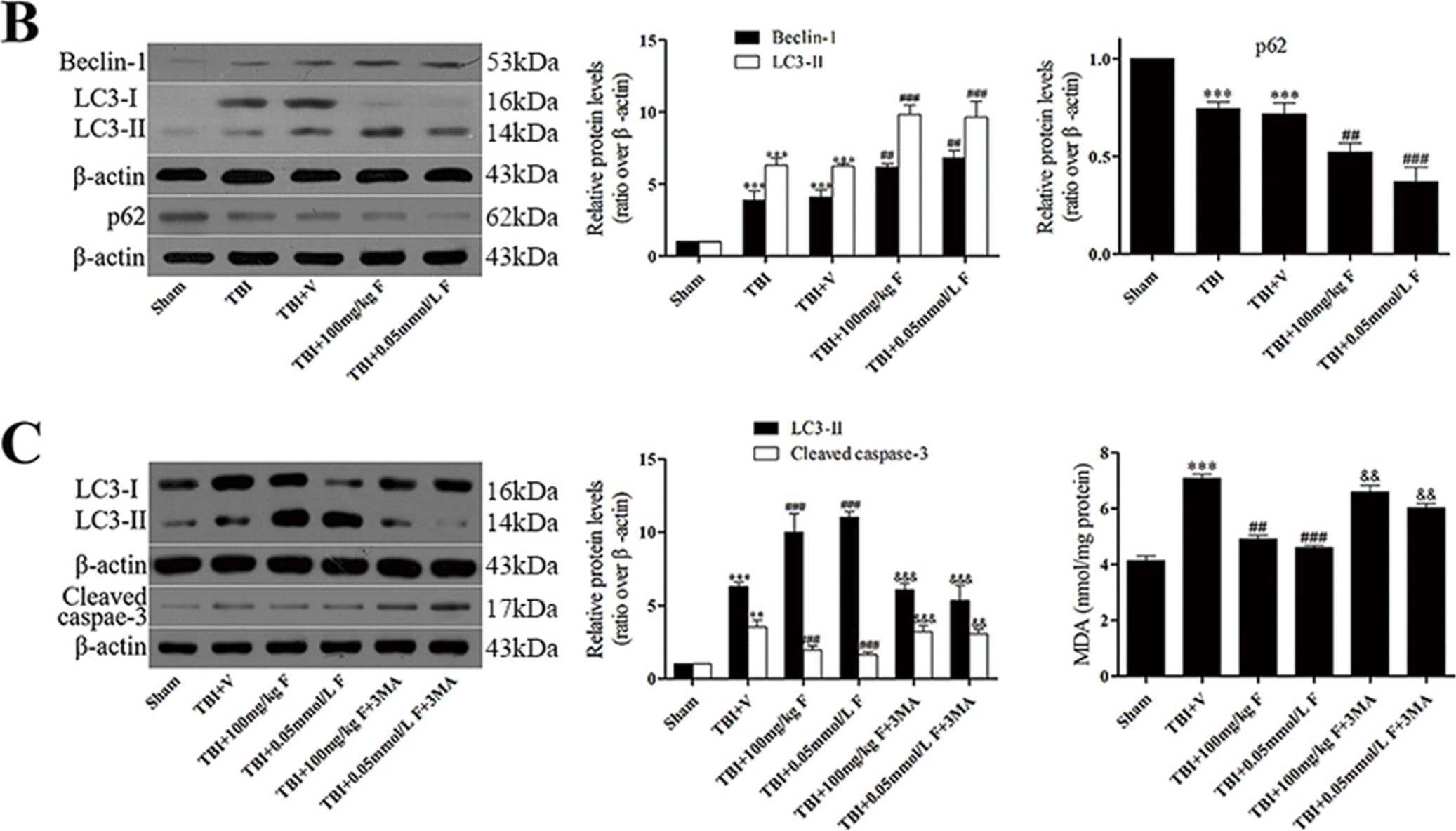 Western Blot: LC3B Antibody - BSA Free [NB600-1384] - Fucoxanthin activated autophagy after TBI.(A) Representative images of immunofluorescence for LC3 surrounding the injured cortex. LC3 punctate dots were observed in the cytoplasm by immunofluorescent staining of LC3 (red). Neuron cells & nuclei are labeled with NeuN (green) & DAPI (blue), respectively. Magnification: 40 x. Scale bar: 50 mm. (B) Mice brain tissues were collected 1 day after TBI in different groups, & the expression of LC3, Beclin-1 & p62 was measured by western blot. Fucoxanthin treatment significantly increased the level of LC3-II & Beclin-1 while decreasing the level of p62 after TBI. (C) 3-MA (400 nM) was injected i.c.v. 30 min before TBI. Mice were then subjected to TBI & treatment of fucoxanthin 30 min after TBI. Pretreatment with 3-MA significantly attenuated fucoxanthin-induced activation of autophagy & suppression of apoptosis & oxidative stress in the ipsilateral cortex. Data are presented as mean ± SEM, n = 6 per group; **p < 0.01, ***p < 0.001 versus sham group; #p < 0.05, ##p < 0.01 versus TBI + vehicle group; &&p < 0.01, &&&p < 0.001 versus TBI + fucoxanthin group.  beta -actin was used as a loading control. Image collected & cropped by CiteAb from the following publication (//pubmed.ncbi.nlm.nih.gov/28429775), licensed under a CC-BY license. Not internally tested by Novus Biologicals.