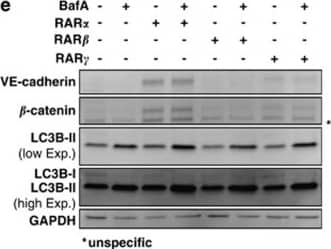 Western Blot: LC3B Antibody - BSA Free [NB600-1384] - RAR alpha  but not RAR beta  & RAR gamma  agonists induce autophagic flux in SKBR3 cells. (a) SKBR3 cells were treated with 1μM of RAR alpha , RAR beta  or RAR gamma  agonists for 2 days in the presence & absence of BafA during the last 2 h, before subjection to immunofluorescence for LC3B. (b) Quantification of LC3B puncta from the experiment described in (a). Three independent experiments were quantified as described in Schläfli et al.41 (c) Autophagic flux was determined from the immunofluorescence analysis shown in (a). N=3, Student's t-test & **P<0.01. (d) Long-lived protein degradation assay of control or cells treated with 1 μM of RAR alpha , RAR beta , RAR gamma  agonists in the presence or absence of 200 nM BafA. Radioactivity was determined by liquid scintillation counting of four independent experiments. Data are shown as BafA-sensitive proteolysis. (e) Western blot analysis for VE-cadherin,  beta -catenin & LC3B of SKBR3 cells treated as in (a). (f) LC3B-II levels on western blot were normalized to GAPDH & quantified from at least five independent experiments using the ImageJ software (NIH, Bethesda, MD, USA). LC3B-II levels of control treated cells were arbitrarily set to 100%. Mann–Whitney U-test: *P<0.05, **P<0.01 & ****P<0.0001 Image collected & cropped by CiteAb from the following publication (//www.nature.com/articles/cddis2015236), licensed under a CC-BY license. Not internally tested by Novus Biologicals.