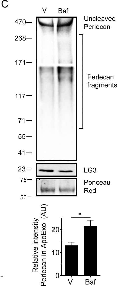 Western Blot: LC3B Antibody - BSA Free [NB600-1384] - Autophagy controls the cleavage of perlecan to LG3 fragments in apoptotic exosome-like vesicles (ApoExos).A Serum anti-LG3 IgG titers in allografted mice after 3 weeks of intravenous injections with vehicle (Ctrl) or ApoExos produced by serum-starved mECs treated with vehicle (ApoExo V), bafilomycin A1 (20 nM, ApoExo Baf), or ZVAD-FMK (50 μM, ApoExo ZVAD). P values were obtained by one-tailed unpaired t test. ns (nonsignificant). n = 7 mice for V & Baf injections, & n = 9 mice for V & ZVAD-FMK injections. B Representation of the abundance of perlecan peptides in ApoExos from serum-starved mECs treated with vehicle (V) or bafilomycin A1 (20 nM, Baf). Fold enrichment of perlecan peptide intensity in ApoExos from bafilomycin-treated cells compared to ApoExos from vehicle-treated cells. C Representative immunoblots & densitometric analysis of perlecan & LG3 fragments in ApoExos purified from HUVECs serum starved (SS) for 4 h in the presence of V or Baf. Ponceau red was used as a loading control. P values were obtained by the unpaired t test. n = 3 for each condition. *P < 0.05; **P < 0.01; ***P < 0.001. All values are expressed as the mean ± SEM. Image collected & cropped by CiteAb from the following publication (//pubmed.ncbi.nlm.nih.gov/35149669), licensed under a CC-BY license. Not internally tested by Novus Biologicals.