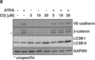 Western Blot: LC3B Antibody - BSA Free [NB600-1384] - Inhibition of autophagy impacts on ATRA-induced epithelial differentiation of SKBR3 cells. (a) SKBR3 cells were treated for 4 days with 1 μM ATRA, increasing concentrations of chloroquine or a combination thereof as indicated before western blot analysis for VE-cadherin,  beta -catenin, LC3B & GAPDH. (b) Quantification of  beta -catenin & VE-cadherin western blots as one is shown in (a). Raw values were normalized to GAPDH & levels of ATRA-treated control transduced cells were arbitrary set to 100% as signals were not always detectable in vehicle-treated control cells. Bars & s.d. representative of five independent experiments. (c) SKBR3 control & ATG7-depleted cells were subjected to 1 μM ATRA for 4 days & expression levels of VE-cadherin,  beta -catenin, ATG7 & GAPDH were determined by western blot. (d) Quantification of western blots for  beta -catenin & VE-cadherin. Normalization was performed as described in (b) Image collected & cropped by CiteAb from the following publication (//www.nature.com/articles/cddis2015236), licensed under a CC-BY license. Not internally tested by Novus Biologicals.