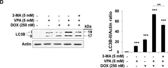 Western Blot: LC3B Antibody - BSA Free [NB600-1384] - Combination treatment of valproic acid (VPA) & doxorubicin (DOX) synergistically augmented the autophagy of HepG2 cells. (A) Acridine orange (AO) staining was used to detect acidic vesicles in HepG2 cells at the indicated concentration of VPA & DOX monotherapies & combination treatment after incubation for 48 h. Images were taken using fluorescence inverted microscopy. Red color represents acidic vesicle & green color represents non-acidic vesicle. Scale bar represents 200 μm; (B) The viability of HepG2 cells was analyzed after 48-h incubation in the indicated experimental condition by using EZ-Cytox assay; (C) Percentages (%) of AO-positive cells were counted in different fields (containing at least 40 cells per field); (D) LC3 I & II protein levels were analyzed using Western blotting. Actin was used as the loading control. The intensity of LC3B-II bands was quantified by scanning densitometry program ImageJ & normalized to that of actin (right panel). Three independent experiments were performed & results reported as the mean ± standard deviation (SD). ** p < 0.01, *** p < 0.001 compared with the control group. Image collected & cropped by CiteAb from the following publication (//www.mdpi.com/1422-0067/18/5/1048), licensed under a CC-BY license. Not internally tested by Novus Biologicals.