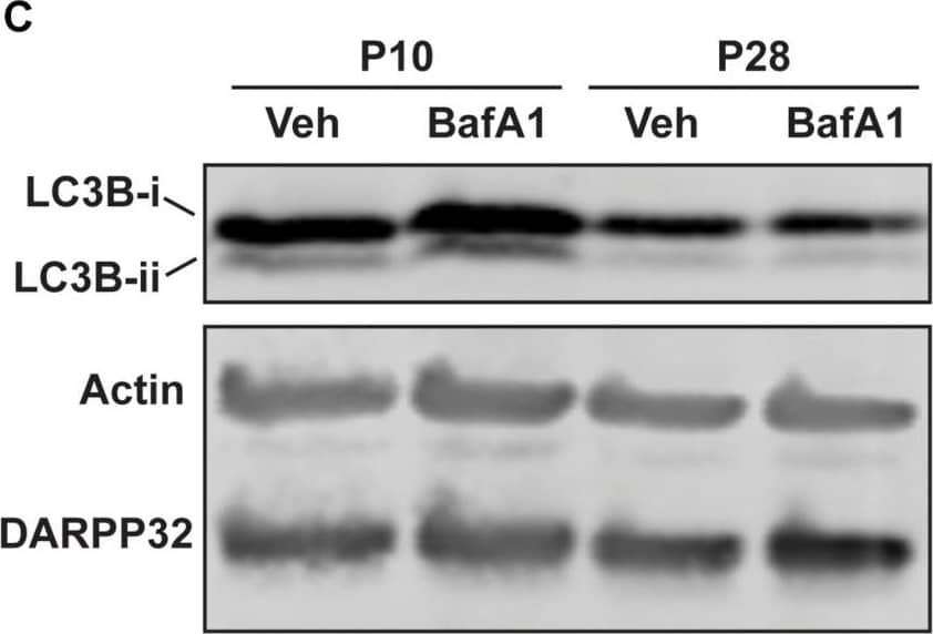 Western Blot: LC3B Antibody - BSA Free [NB600-1384] - Striatal autophagic flux decreases from P10 to P28. (A) Schematic of coronal brain section showing dissection boundaries for ex vivo experiments. (B) Quantification of LC3B-ii relative to actin for every vehicle-only slice showed in Figures 4, 5. Unpaired, two-tailed t-test, t52 = 5.824, ****p < 0.0001. (C) Representative Western blot images of actin, DARPP32 & LC3B in slices obtained from P10 or P28 mice, incubated with BafA1 (100 nM, 3 h) or vehicle (Veh; DMSO, 0.1%). (D) LC3B-ii relative to actin, normalized to vehicle condition at each age. P10: unpaired, two-tailed t-test, t25 = 5.113, ****p < 0.0001; P28: unpaired, two-tailed t-test, t10 = 0.6228, p = 0.5473. P10: Veh: n = 16 slices, BafA1 n = 11 slices from 4 to 6 mice. P28: Veh: n = 6 slices, BafA1 n = 6 slices from three mice. Image collected & cropped by CiteAb from the following publication (//pubmed.ncbi.nlm.nih.gov/32296308), licensed under a CC-BY license. Not internally tested by Novus Biologicals.
