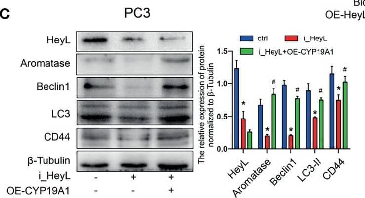 Western Blot: LC3B Antibody - BSA Free [NB600-1384] - The activated HeyL-aromatase axis promotes autophagic survival of PCSCs. (A) Gene signatures associated with autophagy-associated signaling pathways identified by GSEA in HeyLHigh samples vs. HeyLLow samples from the TCGA-PRAD dataset & in HeyL knockdown cells vs. ctrl cells. (B, C) Western blot analysis of Beclin1, LC3, & CD44 in LNCaP (B) & PC3 (C) cells after the indicated treatments. (D) Flow cytometry analysis of the CD44+/CD24− subpopulation in PC3 cells treated as indicated. (E, F) mRNA (E) & protein (F) levels of stemness-associated genes & LC3 in PC3 cells after the indicated treatment (one-way ANOVA). (G, H) mRNA & protein levels of stemness-associated genes & autophagy-related genes in PC3 cells treated with ICI182780 (G) & siER alpha  (H) (t-test). (I, J) Cleaved caspase3 levels in LNCaP & PC3 cells after the indicated treatments (one-way ANOVA). (K, L) Cleaved caspase3 levels in PC3 cells treated with ICI182780 (K) or transfected with siER alpha  (L) (t-test). Bic, bicalutamide; CQ, chloroquine. The data are presented as the mean ± SD values (n=3). *p < 0.05 vs. ctrl. #p < 0.05 vs. OE-HeyL, i_HeyL or OE-CYP19A1. Image collected & cropped by CiteAb from the following publication (//pubmed.ncbi.nlm.nih.gov/35096586), licensed under a CC-BY license. Not internally tested by Novus Biologicals.