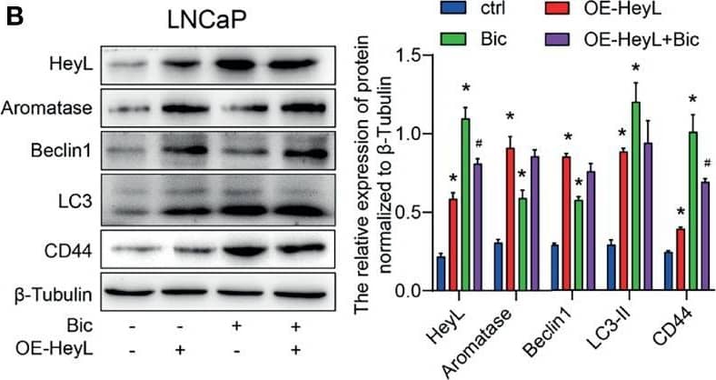 Western Blot: LC3B Antibody - BSA Free [NB600-1384] - The activated HeyL-aromatase axis promotes autophagic survival of PCSCs. (A) Gene signatures associated with autophagy-associated signaling pathways identified by GSEA in HeyLHigh samples vs. HeyLLow samples from the TCGA-PRAD dataset & in HeyL knockdown cells vs. ctrl cells. (B, C) Western blot analysis of Beclin1, LC3, & CD44 in LNCaP (B) & PC3 (C) cells after the indicated treatments. (D) Flow cytometry analysis of the CD44+/CD24− subpopulation in PC3 cells treated as indicated. (E, F) mRNA (E) & protein (F) levels of stemness-associated genes & LC3 in PC3 cells after the indicated treatment (one-way ANOVA). (G, H) mRNA & protein levels of stemness-associated genes & autophagy-related genes in PC3 cells treated with ICI182780 (G) & siER alpha  (H) (t-test). (I, J) Cleaved caspase3 levels in LNCaP & PC3 cells after the indicated treatments (one-way ANOVA). (K, L) Cleaved caspase3 levels in PC3 cells treated with ICI182780 (K) or transfected with siER alpha  (L) (t-test). Bic, bicalutamide; CQ, chloroquine. The data are presented as the mean ± SD values (n=3). *p < 0.05 vs. ctrl. #p < 0.05 vs. OE-HeyL, i_HeyL or OE-CYP19A1. Image collected & cropped by CiteAb from the following publication (//pubmed.ncbi.nlm.nih.gov/35096586), licensed under a CC-BY license. Not internally tested by Novus Biologicals.