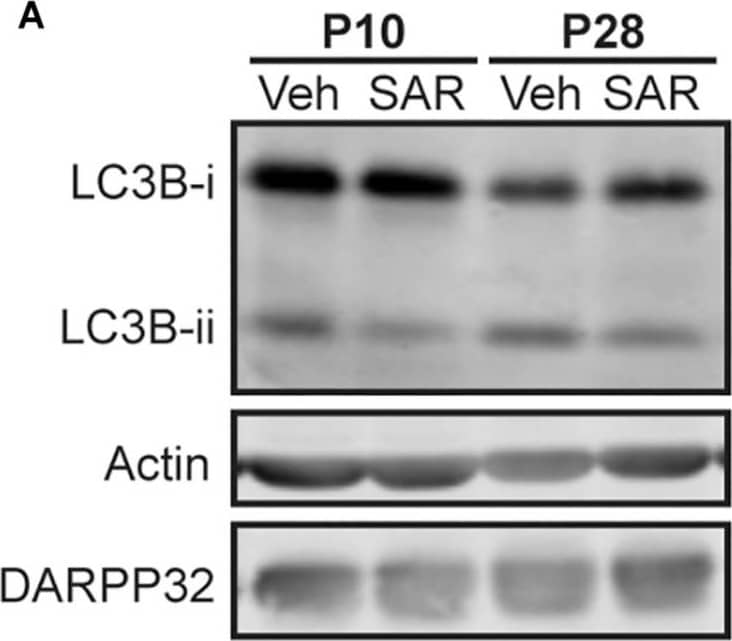 Western Blot: LC3B Antibody - BSA Free [NB600-1384] - Vps34 activity is required for maintaining LC3B-ii levels at P10 & mTOR inhibition increases p-Beclin-1 & LC3B-ii levels at P28. (A) Representative Western blot images for actin, DARPP32 & LC3B-i & -ii in striatal slices obtained from P10 or P28 mice, treated with SAR405 (1 μM) or vehicle (Veh; DMSO, 0.1%). (B,C) Quantification of LC3B-ii relative to actin, normalized to vehicle condition at each age. (B) P10: unpaired, two-tailed t-test, t11 = 2.985, p = 0.0124; P28: unpaired, two-tailed t-test, t24 = 1.807, p = 0.0922. P10: Veh: n = 6 slices, SAR405 n = 7 slices from 3 to 4 mice/age. (C) P28: Veh: n = 9 slices, Baf n = 7 slices from 3 to 4 mice/age. *p < 0.05. (D) Representative Western blot images for actin, DARPP32, p-Beclin-1 Ser14 & LC3B-i & -ii in striatal slices from P28 mice, treated with Torin-1 (5 μM) or vehicle (Veh; DMSO, 0.1%). Quantification of (E) LC3B-ii & (F) p-Beclin S14 relative to actin, normalized to vehicle. Data analyzed with unpaired, two-tailed t-test; (E) LC3B-ii/actin, t24 = 2.853, p = 0.0088. Veh: n = 19 slices, Baf n = 7 slices from 5 to 7 mice. *p < 0.05. (F) p-Beclin S14/actin, t22 = 3.337, p = 0.0030. **p < 0.01, Veh: n = 18 slices, Torin-1 n = 6 slices from 3 to 5 mice. Image collected & cropped by CiteAb from the following publication (//pubmed.ncbi.nlm.nih.gov/32296308), licensed under a CC-BY license. Not internally tested by Novus Biologicals.