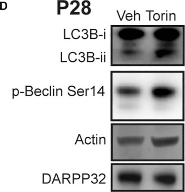 Western Blot: LC3B Antibody - BSA Free [NB600-1384] - Vps34 activity is required for maintaining LC3B-ii levels at P10 & mTOR inhibition increases p-Beclin-1 & LC3B-ii levels at P28. (A) Representative Western blot images for actin, DARPP32 & LC3B-i & -ii in striatal slices obtained from P10 or P28 mice, treated with SAR405 (1 μM) or vehicle (Veh; DMSO, 0.1%). (B,C) Quantification of LC3B-ii relative to actin, normalized to vehicle condition at each age. (B) P10: unpaired, two-tailed t-test, t11 = 2.985, p = 0.0124; P28: unpaired, two-tailed t-test, t24 = 1.807, p = 0.0922. P10: Veh: n = 6 slices, SAR405 n = 7 slices from 3 to 4 mice/age. (C) P28: Veh: n = 9 slices, Baf n = 7 slices from 3 to 4 mice/age. *p < 0.05. (D) Representative Western blot images for actin, DARPP32, p-Beclin-1 Ser14 & LC3B-i & -ii in striatal slices from P28 mice, treated with Torin-1 (5 μM) or vehicle (Veh; DMSO, 0.1%). Quantification of (E) LC3B-ii & (F) p-Beclin S14 relative to actin, normalized to vehicle. Data analyzed with unpaired, two-tailed t-test; (E) LC3B-ii/actin, t24 = 2.853, p = 0.0088. Veh: n = 19 slices, Baf n = 7 slices from 5 to 7 mice. *p < 0.05. (F) p-Beclin S14/actin, t22 = 3.337, p = 0.0030. **p < 0.01, Veh: n = 18 slices, Torin-1 n = 6 slices from 3 to 5 mice. Image collected & cropped by CiteAb from the following publication (//pubmed.ncbi.nlm.nih.gov/32296308), licensed under a CC-BY license. Not internally tested by Novus Biologicals.