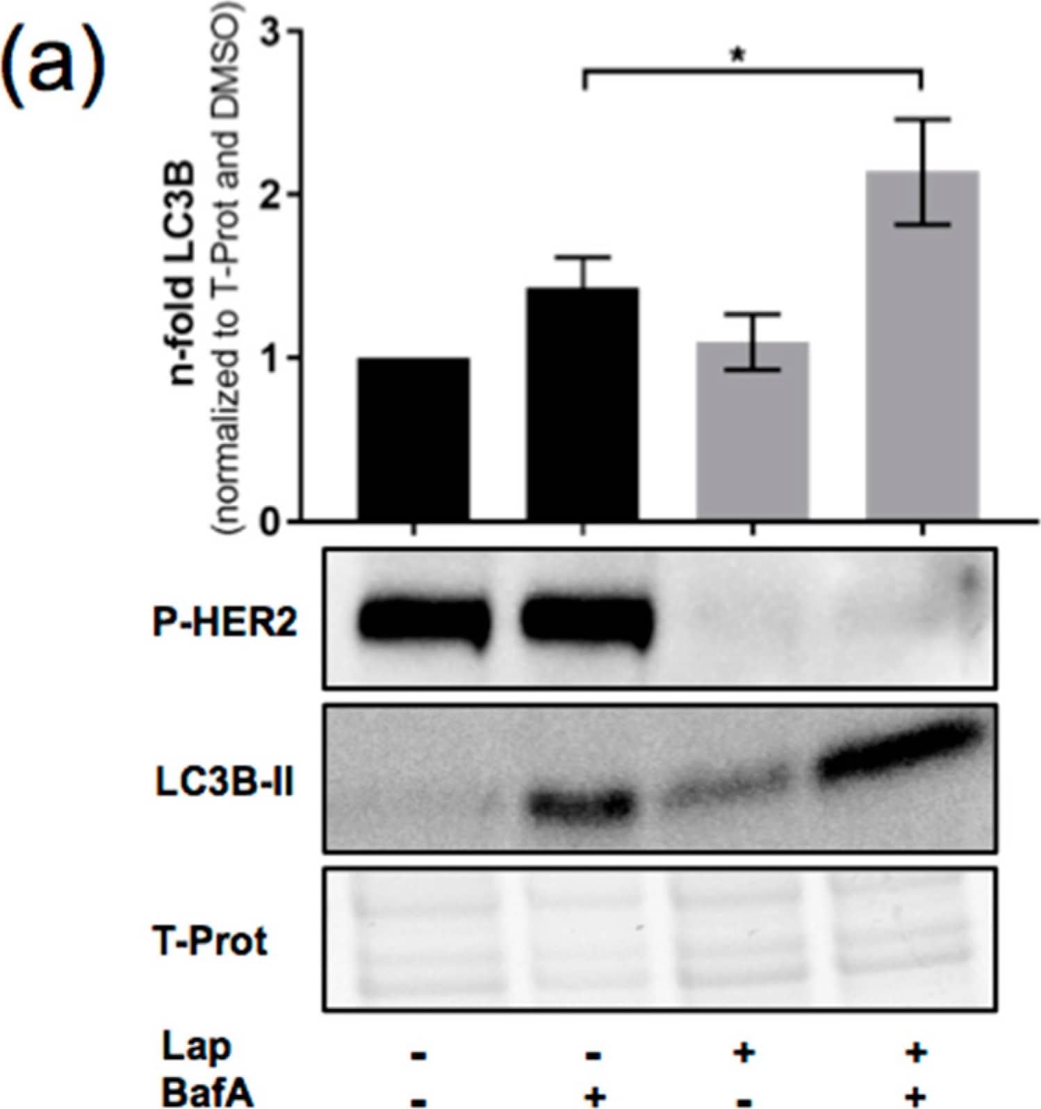 Western Blot: LC3B Antibody - BSA Free [NB600-1384] - Induction of autophagic flux in OE19 upon Lapatinib treatment. (a) LC3B flux was assessed comparing control & BafilomycinA (BafA)-treated (200 nM, 2 h) OE19 upon Lapatinib treatment (120 nM, 24 h). LC3 band intensities were quantified using ImageJ software. Total protein was used as a loading control, & Phospho-Her2 for Lapatinib treatment (n = 3). (b) LC3B flux was calculated from data in (a) as follows: BafA+-BafA− values for each condition. (c) FACS analysis of mCherry-EGFP-LC3B-expressing OE19 cells upon induction or blockade of autophagy with indication of the chosen cut-off value for high respectively low autophagic flux. (d) Quantification of the FACS analysis showing % of cells with high autophagic flux (n = 3). Cells were treated as in (a). The error bars represent SD, statistical significance was determined by Mann–Whitney U test: * p ≤ 0.05, ** p ≤ 0.01. Image collected & cropped by CiteAb from the following publication (//pubmed.ncbi.nlm.nih.gov/30297650), licensed under a CC-BY license. Not internally tested by Novus Biologicals.