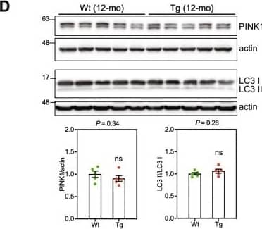 Western Blot: LC3B Antibody - BSA Free [NB600-1384] - CA1 Tg mice undergo mitochondrial stress. a WB analysis of extracts from 6-mo Wt & Tg mice CA1 (Wt, n = 6; Tg, n = 7), using antibodies against SIRT3, SOD2 & acetylated SOD2. b WB analysis of extracts from 12-mo Wt & Tg mice hippocampi (Wt, n = 5; Tg, n = 5). Data are presented as mean ± SEM (**P < 0.01; ***P < 0.001). WB analysis of extracts from 6-mo Wt & Tg mice CA1 (Wt, n = 6; Tg, n = 5) (c), & from 12-mo Wt & Tg mice hippocampi (Wt, n = 5; Tg, n = 5) (d) for PINK1 & LC-3. Data are presented as mean ± SEM, *P < 0.05. WB analysis of extracts from 6-mo WT & Tg mice CA1 (WT, n = 5; Tg, n = 6) (e), & from 12-mo WT & Tg mice hippocampi (WT, n = 5; Tg, n = 5) (f) for TFAM. Data are presented as mean ± SEM (*P < 0.05), **P < 0.01). Actin was used as loading control Image collected & cropped by CiteAb from the following publication (//pubmed.ncbi.nlm.nih.gov/32131898), licensed under a CC-BY license. Not internally tested by Novus Biologicals.