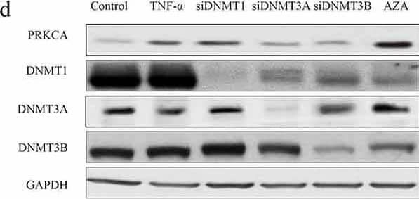 The effect of DNMTs on DNA methylation of PRKCA in human cardiomyocyte cells. (a) the mRNA and (b) protein of PRKCA in AC16 cells induced by TNF-alpha , DNMTs RNA interference and 5-azacytidine. (c) the mRNA and (d) protein of PRKCA in RL-14 cells induced by TNF-alpha , DNMTs RNA interference and 5-azacytidine. DNA methylation on 5ʹ terminal of PRKCA (promoter, first exon and first intron) in (e) AC16 and (f) RL-14 cells induced by TNF-alpha , DNMTs RNA interference and 5-azacytidine. the given data from triplicate experiments was processed as mean +/- standard error and compared by student’s t-test. No. 1 to 6 indicate six comparison with control group. ‘FC’: fold change; ‘si’: siRNA; ‘AZA’: 5-azacytidine Image collected and cropped by CiteAb from the following open publication (//pubmed.ncbi.nlm.nih.gov/34482802), licensed under a CC-BY license. Not internally tested by Novus Biologicals.