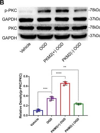 Expression of proteins downstream of PKM2 after SAH. A–D Western blotting and quantitative analysis of p-PKC, PKC, p-ERK and ERK. The following four kinds of mice were used for the in vivo study: WT sham mice and WT mice 24 h after SAH; PKM2CKI/CKI and Aldh1| 1-creERT2 mice 24 h after SAH; and WT mice 24 h after SAH. The cell grouping method was the same as that described in Sect. 3.6 (n = 3 per group); one-way ANOVA, *P < 0.05; **P < 0.01; ***P < 0.001; ****P < 0.0001 Image collected and cropped by CiteAb from the following open publication (//fluidsbarrierscns.biomedcentral.com/articles/10.1186/s12987-024-00550-8), licensed under a CC-BY license. Not internally tested by Novus Biologicals.