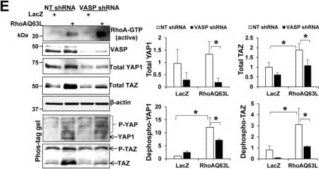 Western Blot TAZ/WWTR1 Antibody - BSA Free