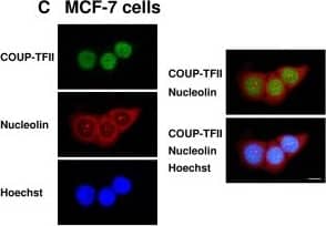 Endogenous nuclear nucleolin-COUP-TFII interaction in MCF-7 and T47D cells.NE (200 ug protein) from MCF-7 cells (A) and (400 ug protein) from T47D (B) cells were immunoprecipitated with COUP-TFII antibody or with rabbit IgG (negative control), followed by western blot analysis for nucleolin and COUP-TFII. 5% input NE serves as loading control. C, Immunofluorescent staining of endogenous COUP-TFII (green) and nucleolin (red) in the nuclei (Hoechst, blue) of MCF-7 cells. Merged images are shown at the right. Bar is 10 um. D, schematic representation of the N- terminal maltose binding protein (MBP)-tagged recombinant nucleolin proteins used for MBP pull-down assays. MBP was fused to the N-termini of the RNA binding domains (RBD) and/or the arginine/glycine-rich domain (RGG) of nucleolin. E, In vitro transcribed/translated COUP-TFII was incubated with the MBP-nucleolin fragments or MBP. Interacting proteins were captured with amylose resin. Eluted proteins were probed for COUP-TFII (top) and MBP (bottom, control). Image collected and cropped by CiteAb from the following open publication (//pubmed.ncbi.nlm.nih.gov/22693611), licensed under a CC-BY license. Not internally tested by Novus Biologicals.