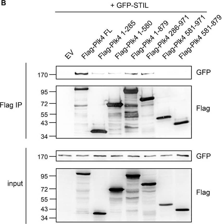 Western Blot: GFP Antibody [NB600-303] - The polo-boxes of Plk4 are not sufficient to mediate STIL binding.(A) Scheme of Flag-Plk4 fragments. (B) After overexpression of Flag-Plk4-fragments (A) & GFP-STIL in HEK293T cells, cell lysates were subjected to immunoprecipitations using anti-Flag antibodies. Coprecipitation of GFP-STIL with Flag-Plk4 fragments was detected by western blotting using anti-GFP & anti-Flag antibodies. Image collected & cropped by CiteAb from the following publication (//journals.biologists.com/bio/article/4/3/370/1390/Plk4-dependent-phosphorylation-of-STIL-is-required), licensed under a CC-BY license. Not internally tested by Novus Biologicals.