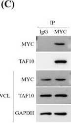TAF10 promotes cancer cell proliferation and migration. (A and B) MCF7 cells were transfected with Flag‐labelled MYC and HA‐labelled TAF10, and the interaction between MYC and TAF10 was detected by Co‐IP. (C) Endogenous interaction of MYC and TAF10 was tested in MCF7 cells. (D) Schematic representation of MYC mutants. (E) Schematic representation of TAF10 mutants. Co‐IP was used to detect the interaction between the TAF10 mutants and MYC in MCF7 cells. Co‐IP was used to detect the interaction. (G) Interaction between the MYC mutants and TAF10 in MCF7 cells was detected using Co‐IP. (H) MCF7 cells were co‐transfected with empty vector (Vec) and HA‐labelled TAF10 wild‐type (HA‐TAF10 WT) or mutants (HA‐TAF10  delta 1‐116, HA‐TAF10  delta 116‐206, HA‐TAF10  delta 206‐218). The MYC promoter activity was analysed using the dual luciferase reporter assay 24 h later. (I) Overexpression of TAF10 assessed the capacity for colony formation. MCF7 cells were transfected with either Control‐vec or HA‐TAF10. The ability of cells to form colonies was measured using crystal violet staining. (J) Overexpression of TAF10 measured the migration capacity of cells. MCF7 cells were transfected with either Control‐vec or HA‐TAF10. Transwell assays were used to assess the migration capacity of cells. Scale bar, 20 μm. Data shown in H were analysed by one‐way ANOVA. Data shown in I and J were analysed by t‐test. The blots represented three independent experiments. All data are presented as the mean +/- SEM of n = 3. ***p < .001, **p < .01, ns, no significance Image collected and cropped by CiteAb from the following open publication (//pubmed.ncbi.nlm.nih.gov/36639831), licensed under a CC-BY license. Not internally tested by Novus Biologicals.