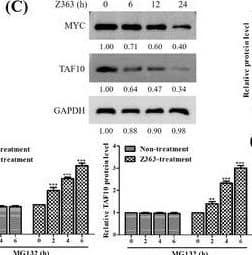 Z363 promotes MYC and TAF10 degradation. (A) Identification of small inhibitory molecules for MYC. (B) MCF7 cells were treated with Z363 (0, 2.5, 7.5 and 15 μg/ml) for 24 h. The protein levels of MYC and TAF10 were analysed by Western blotting. (C) MCF7 cells were treated with Z363 (7.5 μg/ml) for 0, 6, 12 and 24 h. Furthermore, the protein levels of MYC and TAF10 were analysed by Western blotting. (D) MCF7 cells were treated with 25 μM MG132 at the indicated time points, followed by treatment with or without Z363 (7.5 μg/ml) for 24 h, and MYC and TAF10 expressions were analysed by Western blotting. (E) Western blots for MYC, phosphorylated MYC T58 and S62 in MCF7 cells treated with Z363 at the times indicated. (F) Ratios of pT58 or pS62 to total MYC protein levels from the experiment (E). (G) IF staining for Ki67 and pT58 in Z363‐treated MCF7 cells, scale bar, 10 μm. (H) MCF7 cells were treated with 25 μM MG132 for 2 h, followed by Z363 treatment (7.5 μg/ml) for 24 h. Expressions of MYC and TAF10 were assessed using Western blot analysis. Data shown in F were analysed by two‐way ANOVA. Fluorescence images and blots were representative of three independent experiments. All data are presented as the mean +/- SEM of n = 3. ***p < .001, ns, no significance Image collected and cropped by CiteAb from the following open publication (//pubmed.ncbi.nlm.nih.gov/36639831), licensed under a CC-BY license. Not internally tested by Novus Biologicals.