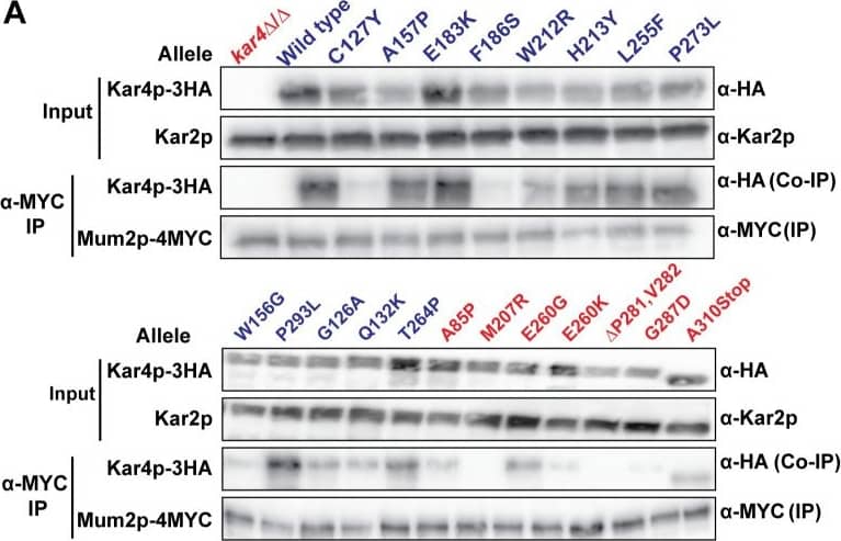 Kar4p interacts with the MIS complex components Mum2p and Slz1p.(A) Western blots of total protein and co-IPs between Mum2p-4MYC and the alleles of Kar4p-3HA. (MY 16256 and 16257) (Top) Total protein samples from the extracts that were used for the Co-IPs. Kar2p is used as a loading control. Alleles proficient for Kar4p’s meiotic function (Mei+) are in blue and alleles in red are defective (Mei-). (Bottom) Co-IPs where Mum2p-4MYC was purified and the co-purification of Kar4p-3HA was assayed. (B) Western blots of total protein and Co-IPs between Slz1p-3HA and Kar4p-9MYC. (MY 16405 and 16409) (Left) Total protein samples from the extracts that were used for the co-IPs. “*