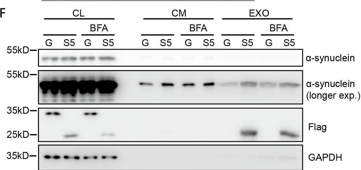 Western Blot DYKDDDDK Epitope Tag Antibody - BSA Free