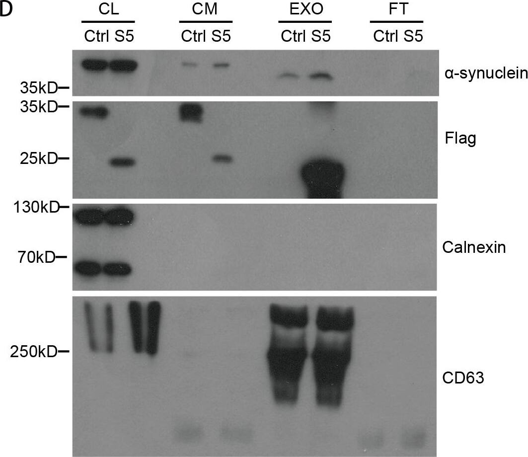 Western Blot DYKDDDDK Epitope Tag Antibody - BSA Free