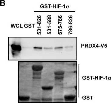 Western Blot: V5 Epitope Tag Antibody - BSA Free [NB600-381] - Mapping the PRDX2 & PRDX4 binding domains of HIF-1 alpha A. & B. HeLa cells were transfected with PRDX2-V5 (A) or PRDX4-V5 (B) vector & WCL was incubated with purified GST or GST-HIF-1 alpha  fusion protein in the presence of glutathione-Sepharose beads, followed by immunoblot assays with anti-V5 antibody (upper panels) or Ponceau S staining (lower panels). Image collected & cropped by CiteAb from the following publication (//www.oncotarget.com/lookup/doi/10.18632/oncotarget.7142), licensed under a CC-BY license. Not internally tested by Novus Biologicals.